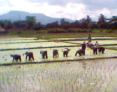 Rice Paddy