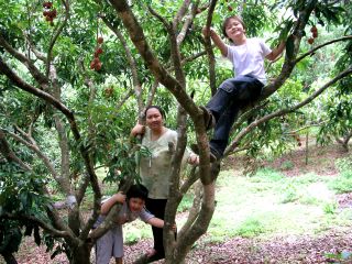 Lychee Tree