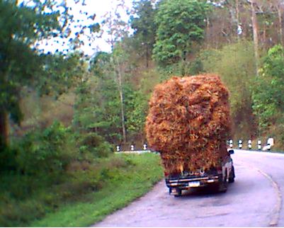 Village Traffic